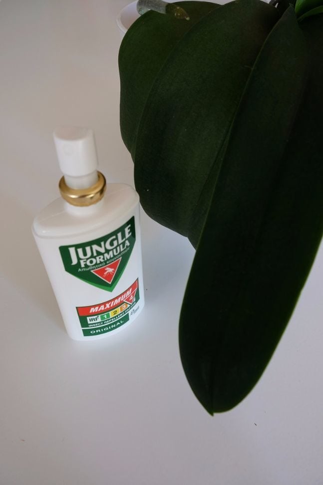 διαγωνισμός Jungle formula